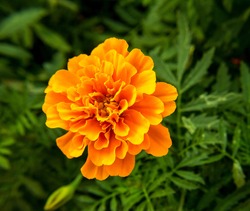 Marigold flowers bloom in the morning.
