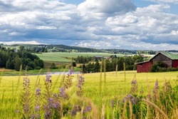 Wheat field in summer. Agricultural cereal plantations. Summer Finnish landscape. Poster. Photo