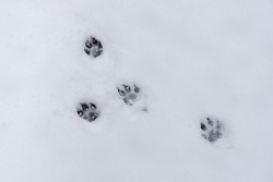 Dog footprints in white snow. White snow with traces of the animal in the forest.