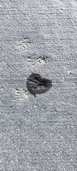 an imprint of a mouse's foot in a concrete solution. Backgrounds and textures. Place for your text.