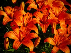 Group of full blooming of deep orange asiatic beautiful lily. Close up with green background in the summer, Hungary. Lilium, natural environment.