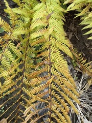 Perennial fern, common bracken. Dryopteris. Yellow autumn nature background.