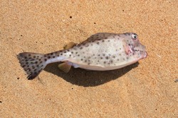 Fish was caught by a fisherman in the sea and lies on the shore covered with sand.