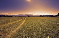 Track on a mown field by a lake Chiemsee, Bavarian landscape with mountains in the background at sunset. 