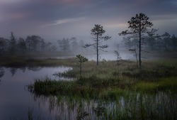 Mystical swamp with pine trees with a reflection in the water on a foggy morning.