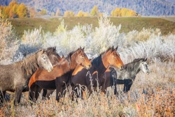 Horses stand in the grass with frost in autumn, Altai Mountains