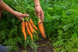 Male farmer harvesting carrots in the garden. Selective focus. Food.