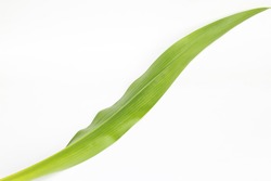 Leave of corn on white background.