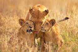 Lioness with her cubs clicked from masai mara