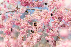 Bunch of bumblebees pollinating weeping cherry blossoms, some flying around, blue sky in background