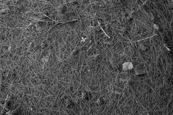 Background of Dried black pine leaves and pine cones on the ground in black and white
