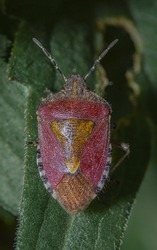 Sloe bug (Hairy shield bug)