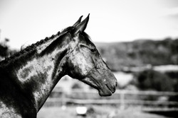 black and white photo of horse posing on the field 