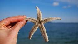 Dead starfish picked up on a beach in the Seto Inland Sea, Japan, and the sea and sky.