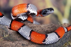 a picture of a beautiful false coral snake