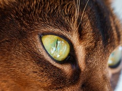 closeup macro view of Abyssinian cat sitting