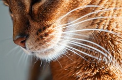 closeup macro view of purebred Abyssinian cat whiskers