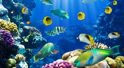 Colourful fish in sea wallpaper