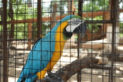 Green, blue and yellow macaw in captivity. Close up Blue-and-yellow Macaw Also Known As The Blue-and-gold Macaw In Zoo. Wild Bird In Cage.