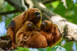 Family of endangered species Golden Lion tamarin, or Mico-Leão-Dourado,(Leontopithecus rosalia), small furry orange primate, two adults with two infants bundled together.