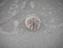 Sea urchin at Varadero beach in Cuba, Caribbean. Sea urchins are spiny, globular echinoderms in the class Echinoidea.