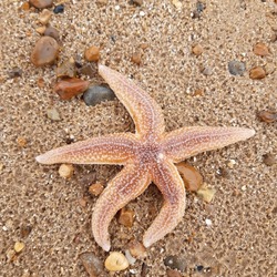 Starfish or sea stars are star-shaped echinoderms belonging to the class Asteroidea. Starfish on the beach in Landguard nature reserve in Felixstowe, Suffolk, England. 