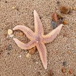 Starfish or sea stars are star-shaped echinoderms belonging to the class Asteroidea. Starfish on the beach in Landguard nature reserve in Felixstowe, Suffolk, England. 