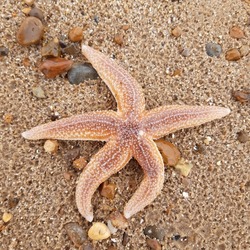 Starfish or sea stars are star-shaped echinoderms belonging to the class Asteroidea. Starfish on the beach in Landguard nature reserve in Felixstowe, Suffolk, East Anglia,  England, Europe.