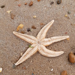 Starfish or sea stars are star-shaped echinoderms belonging to the class Asteroidea. Starfish on the beach in Landguard nature reserve in Felixstowe, Suffolk, East Anglia,  England, Europe.