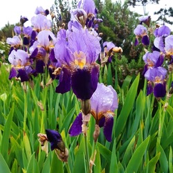 Beautiful blue flowers of bearded iris ( latin Iris × germanica) species of flowering plants in the family Iridaceae commonly known as the bearded iris or the German bearded iris. Irises.