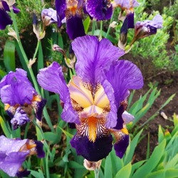 Beautiful blue flowers of bearded iris ( latin Iris × germanica) species of flowering plants in the family Iridaceae commonly known as the bearded iris or the German bearded iris. Irises.