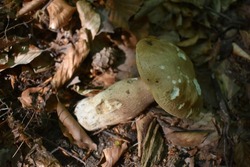 Edible Bay bolete and penny bun (boletus edulis )  wild mushrooms. The king bolete (Boletus edulis), also called penny bun, ceps or porcini, is a popular edible mushroom native to Europe. 