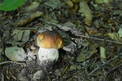 Edible Bay bolete and penny bun (boletus edulis )  wild mushrooms. The king bolete (Boletus edulis), also called penny bun, ceps or porcini, is a popular edible mushroom native to Europe. 