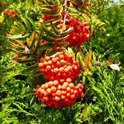 Vibrant red berries of the rowan tree ( latin name Sorbus aucuparia) , commonly called rowan and mountain-ash, is a species of deciduous tree or shrub in the rose family growing in Luton, England, UK