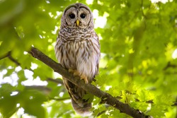 North American barred owl in the forest showing confidence and power.  perched in a tree with a slightly blurred background.