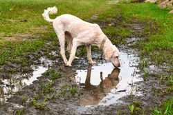 A dog drinks water from a puddle.
