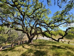 beautifully spread trea in mount diablo state park near walnut creek and Alamo in california bay area