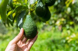 Female hand holding avocado with space on blurred green garden background, organic farming in north of Thailand