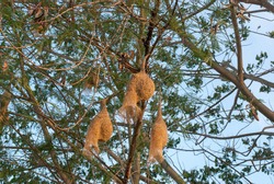 Bird nests hanging from a tree branch.