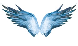     White background with wings This has clipping path.                           