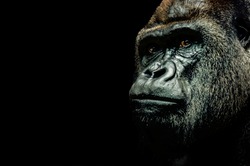 Portrait of a Gorilla isolated on black background