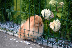 Close up of a cute dog Pomeranian spitz sitting in the garden behind fence in summer sunny day