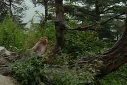 An Indian monkey in a lush green forest outside Dharmshala