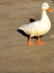 White duck with orange beek waddling on a wooden deck