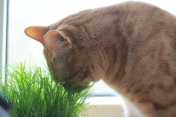 Ginger cat smelling green grass next to window