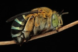 a blue banded bee sleeping