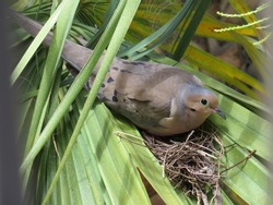 A dove's nest in a palm tree as seen from above, a dove is perched on its egg. 