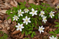 The gentle white wood anemones or windflowers in the fallen leaves.