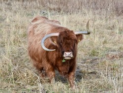 The Scottish Highland cow in the dry grass.