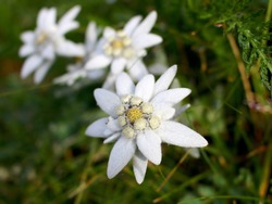 Edelweiss flowers close-up: Alpine Edelweiss flowers, photo taken in Austrian Alps, focus on foreground